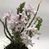 Dendrobium moniliforme Benibotan 홍모단 紅牡丹-1